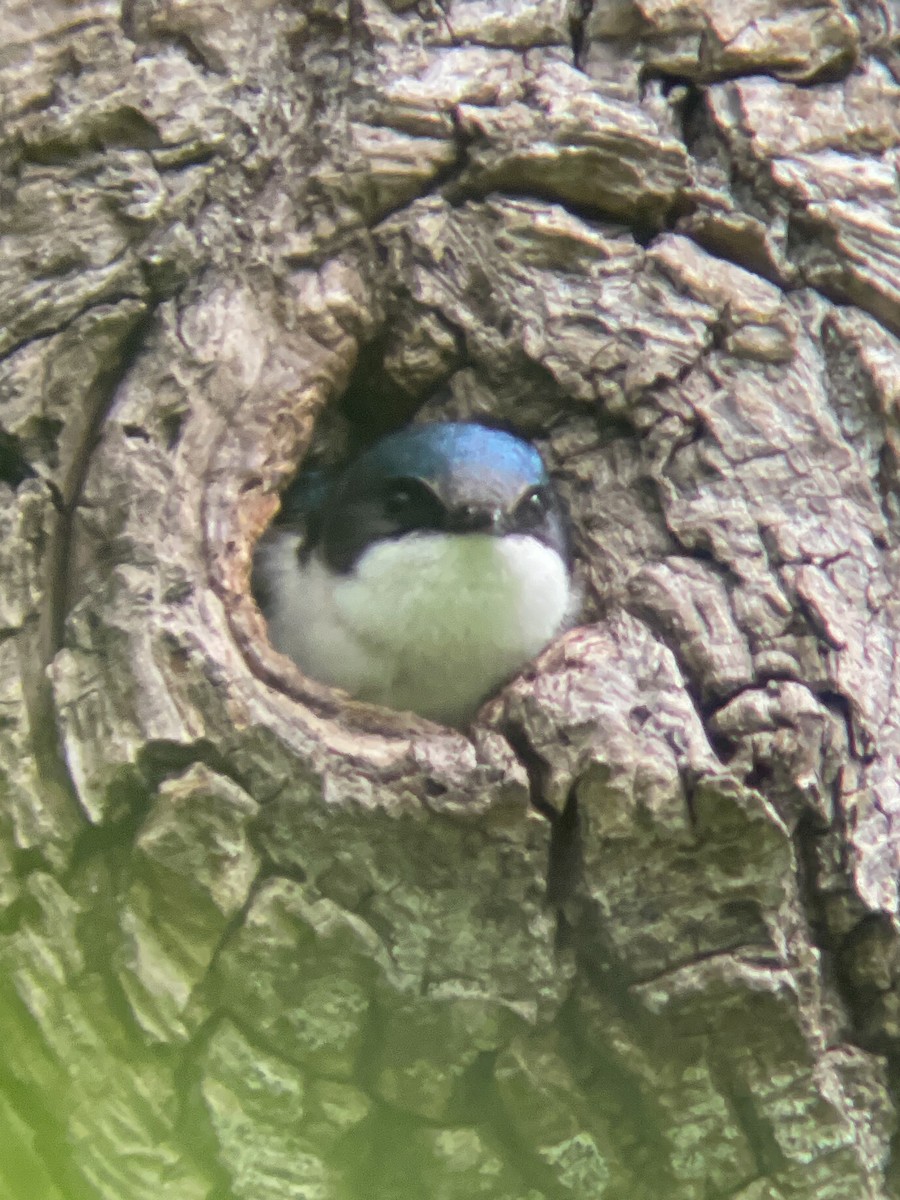 Tree Swallow - Ed Beck