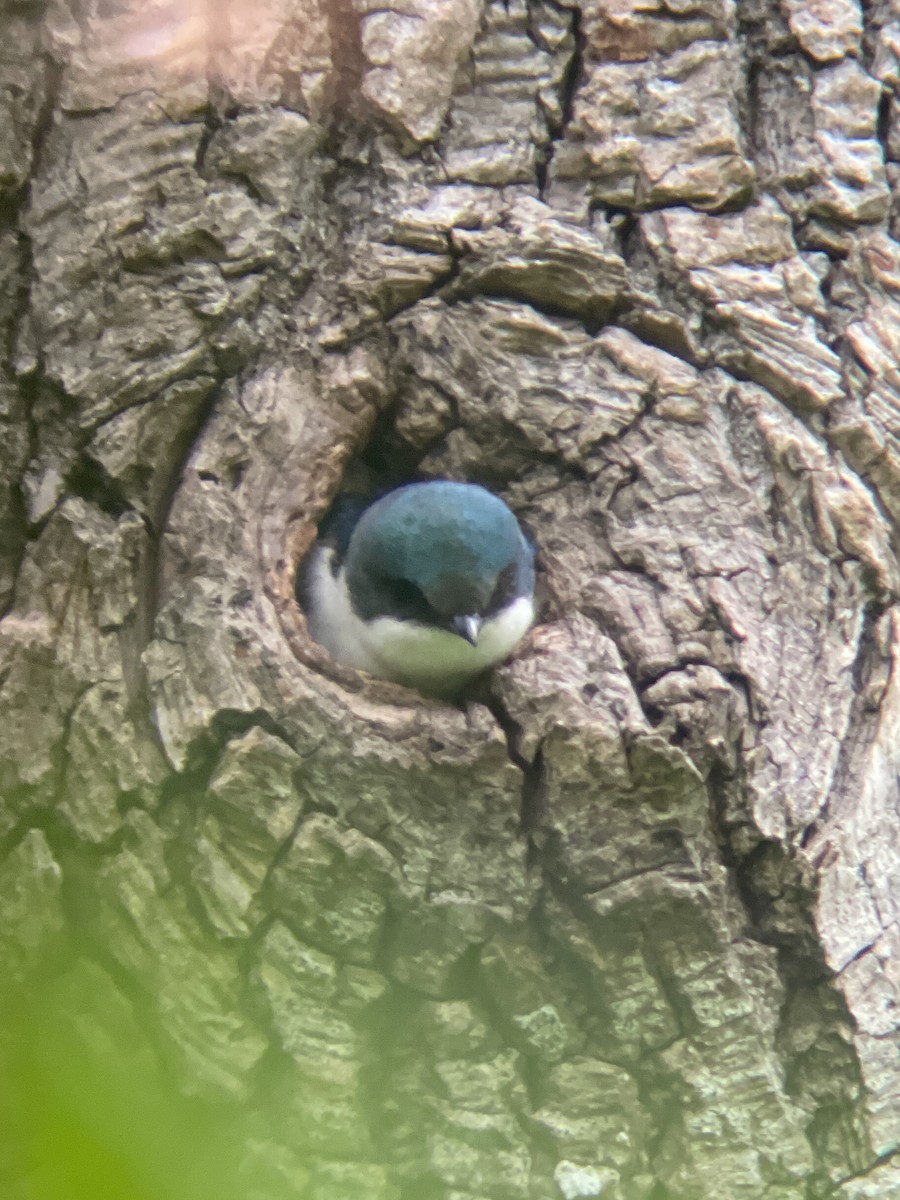 Tree Swallow - Ed Beck