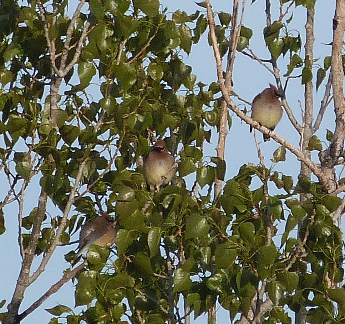 Cedar Waxwing - Kenneth Stinchcomb