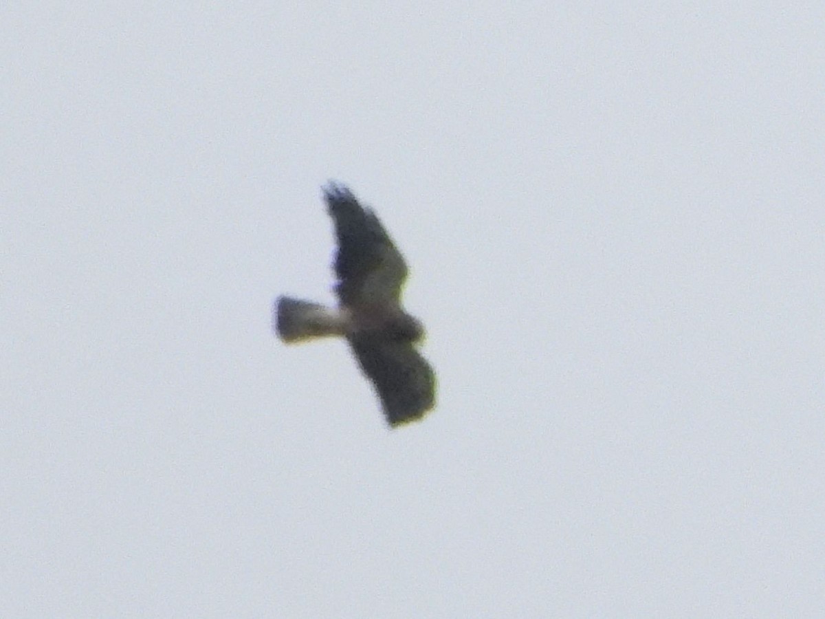 Swainson's Hawk - Peter Thompson