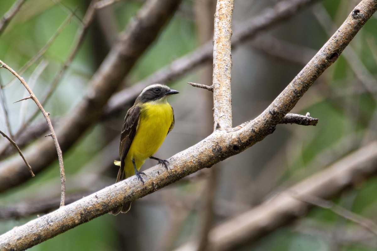 Lesser Kiskadee - ML619601216