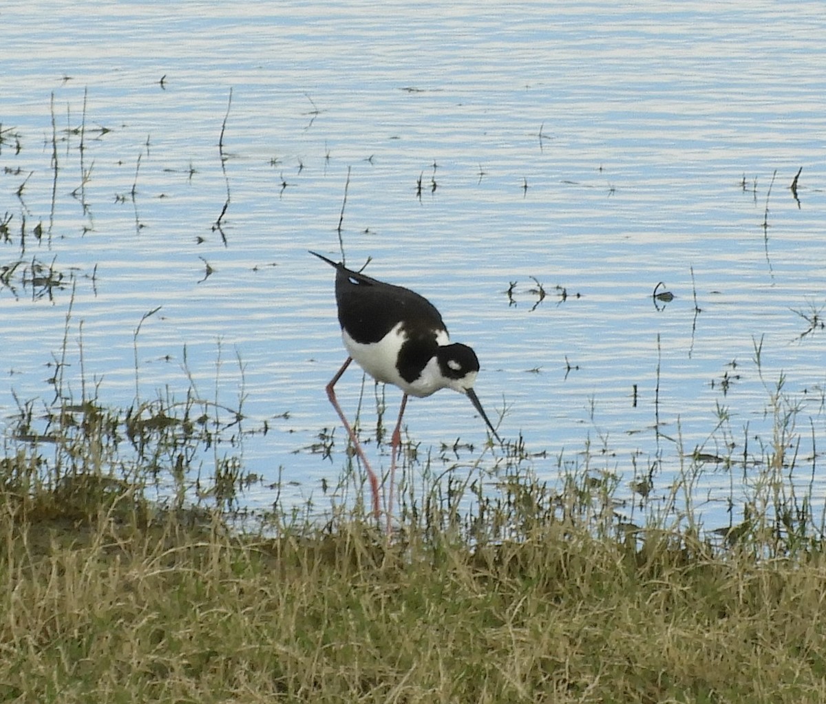 Black-necked Stilt - Julie Szabo