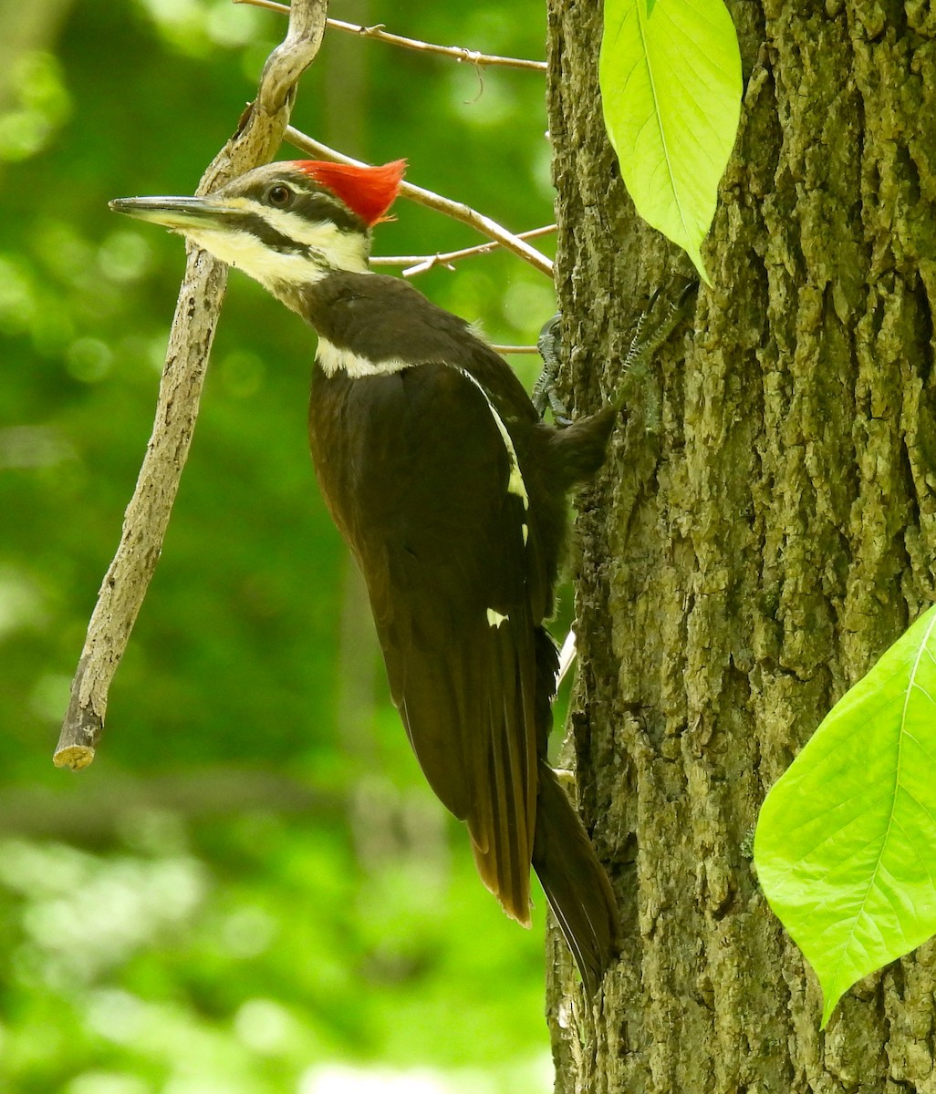 Pileated Woodpecker - Sue Bernstein