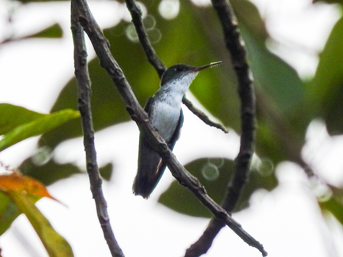 White-bellied Emerald - Daniel Garrigues