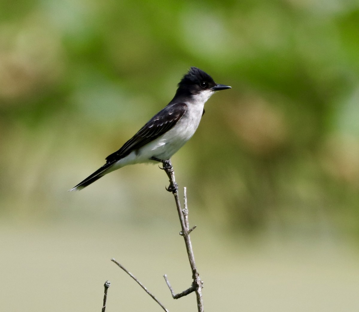 Eastern Kingbird - Carla Morris