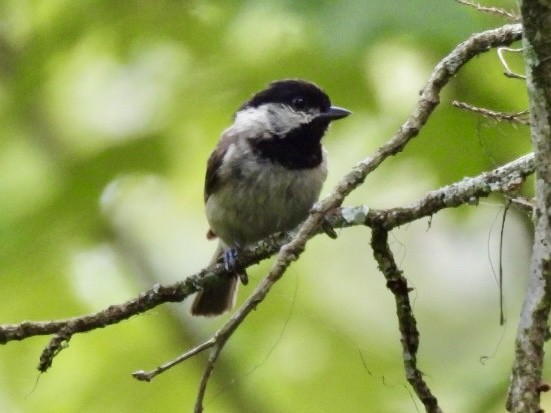 Carolina Chickadee - ML619601236