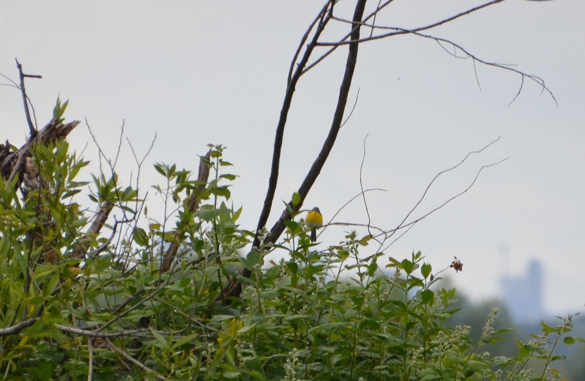 Yellow-breasted Chat - Vanessa Hum