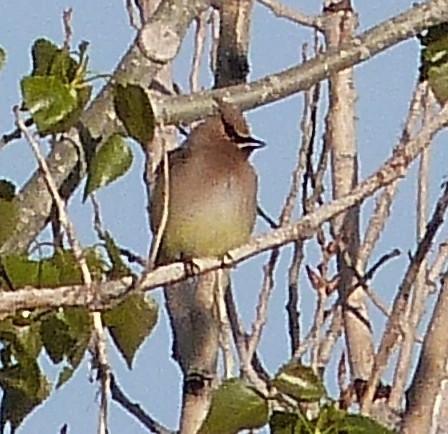 Cedar Waxwing - Kenneth Stinchcomb