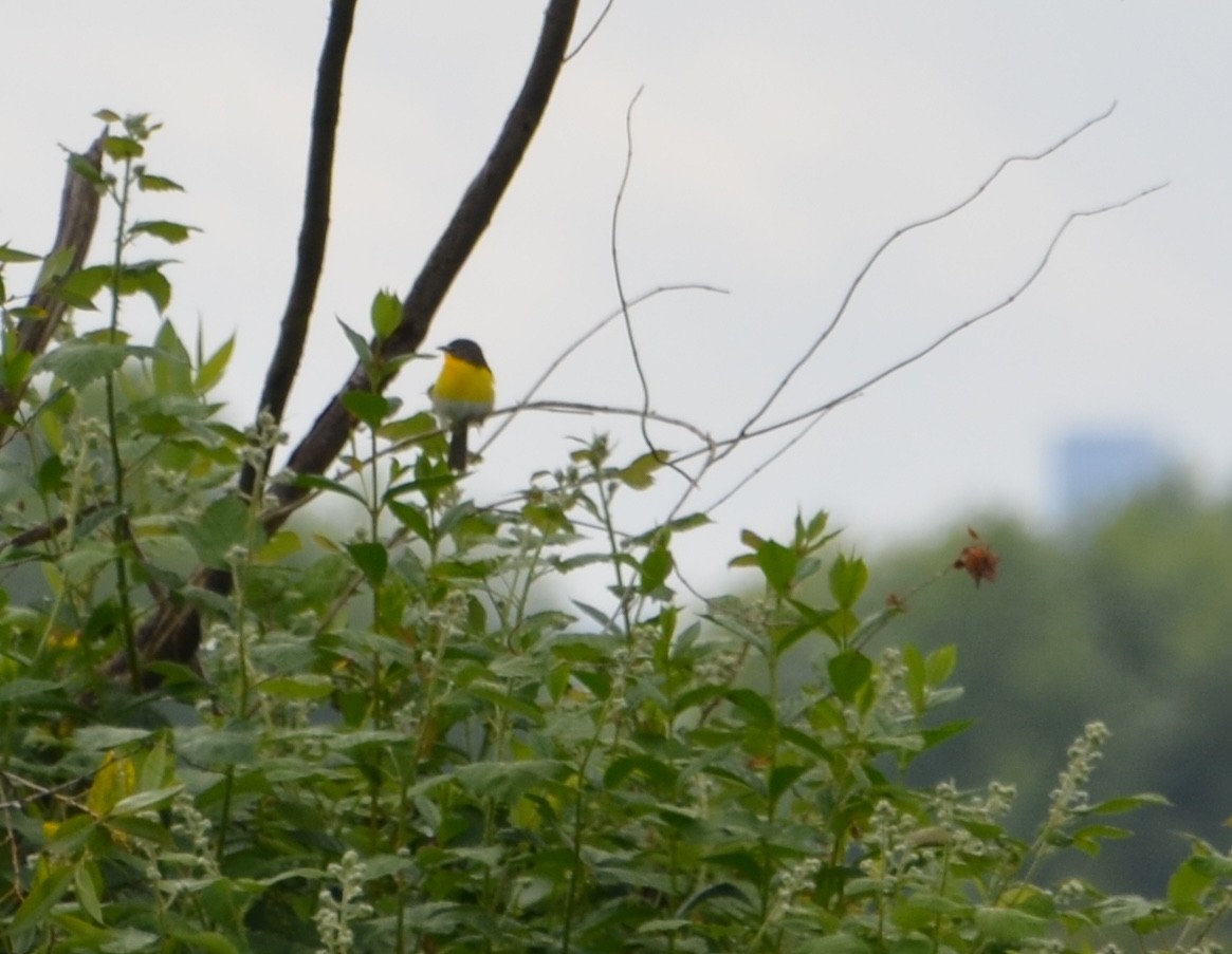 Yellow-breasted Chat - ML619601241