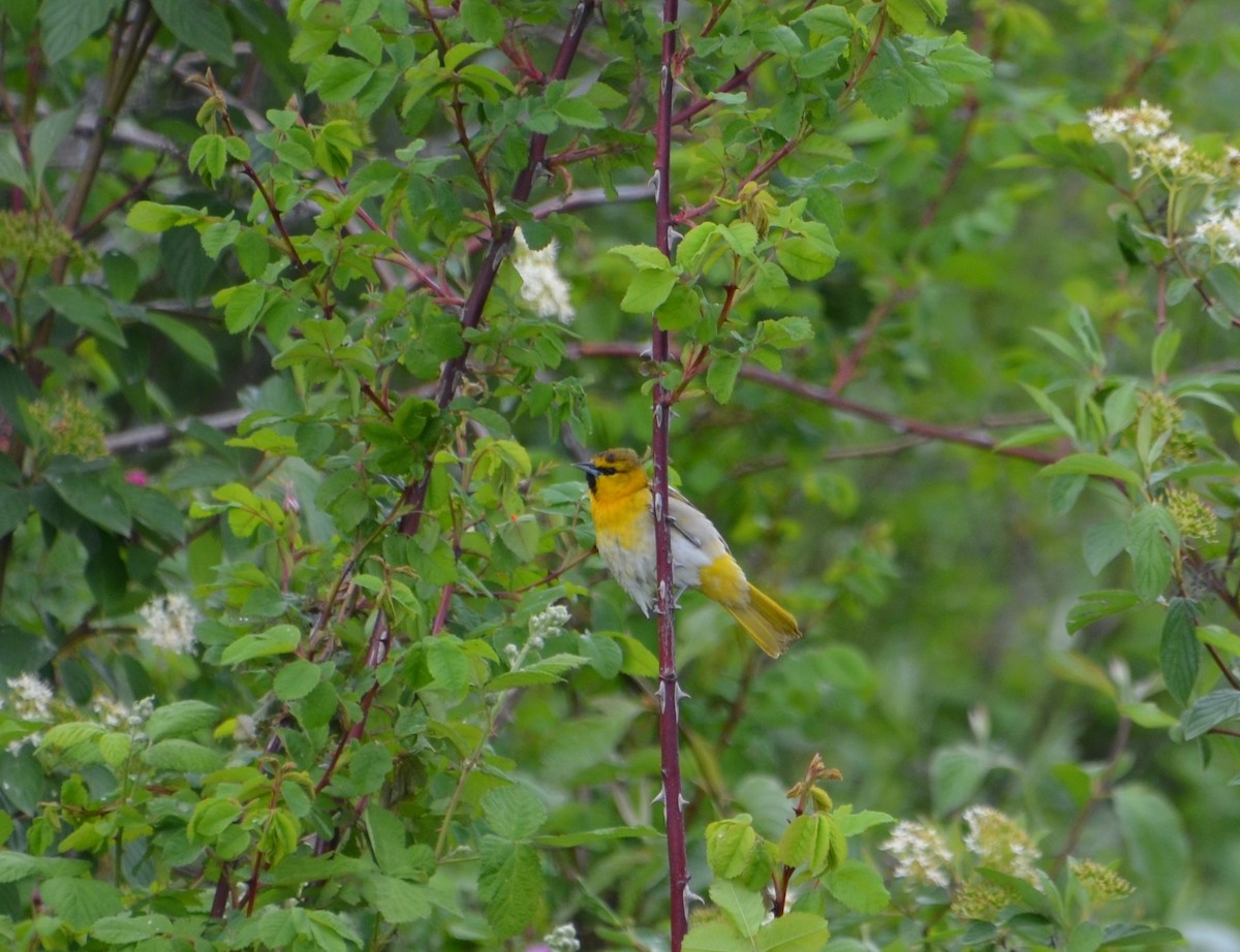 Bullock's Oriole - Vanessa Hum