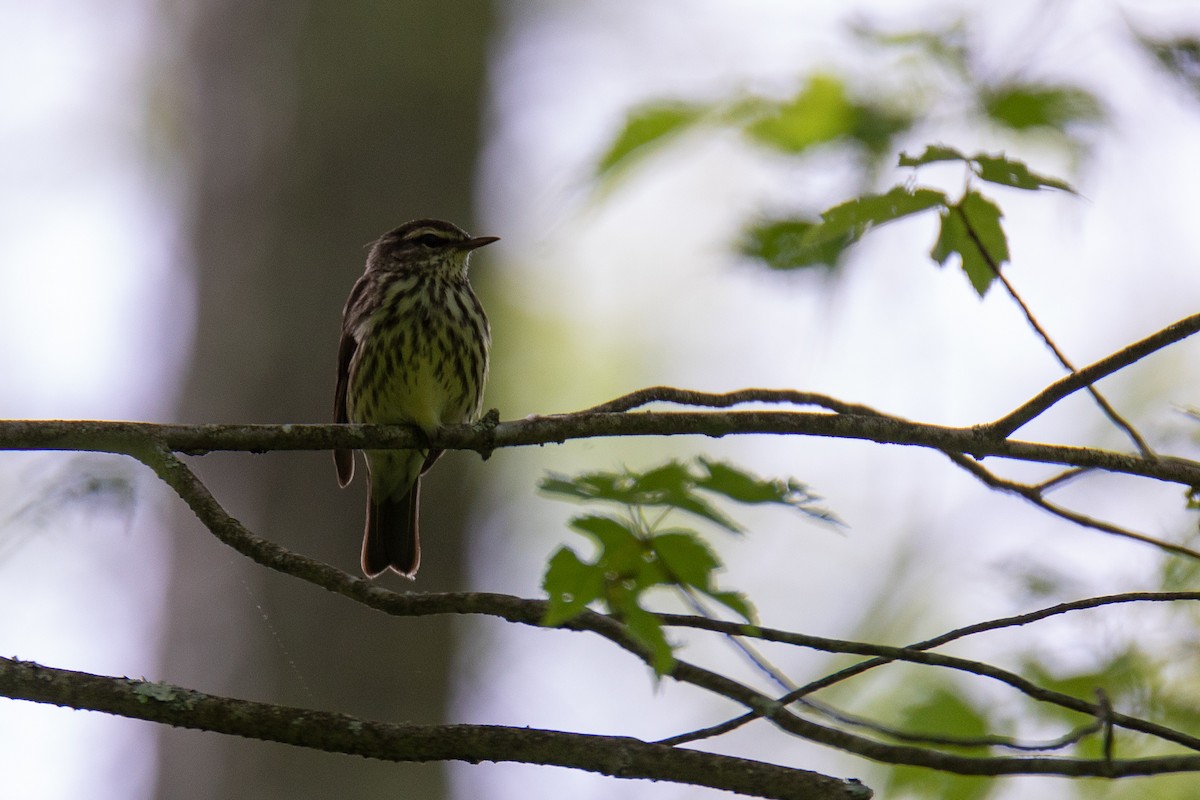 Northern Waterthrush - David Mozzoni