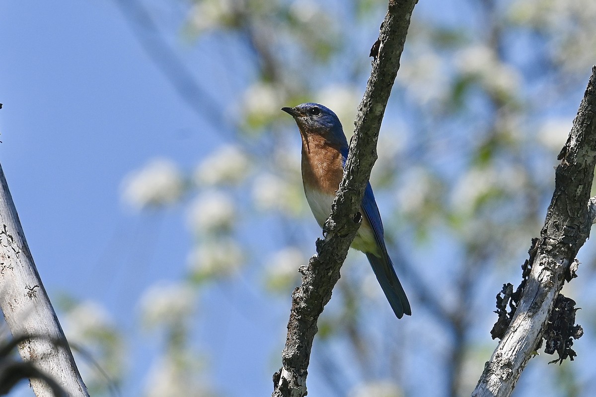 Eastern Bluebird - ML619601250