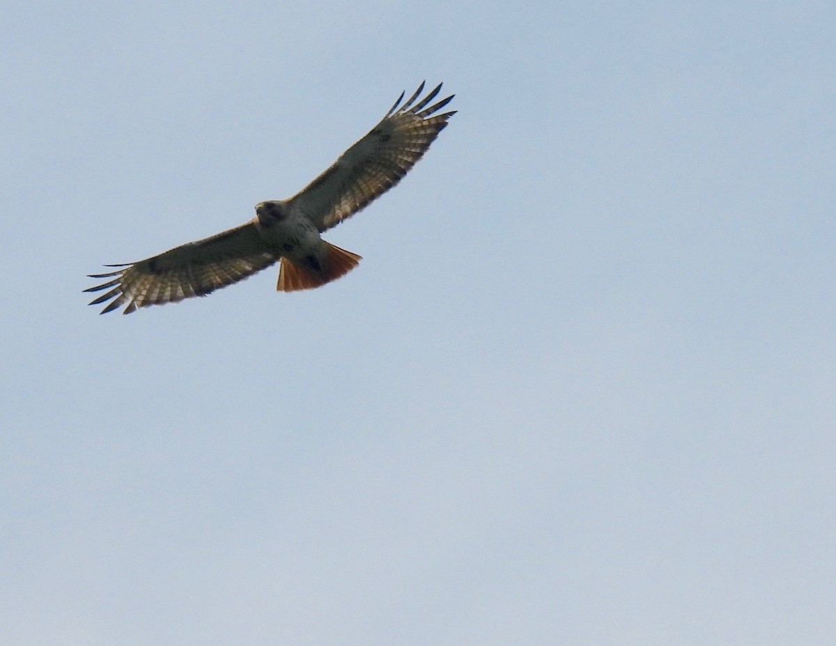 Red-tailed Hawk - Sue Bernstein