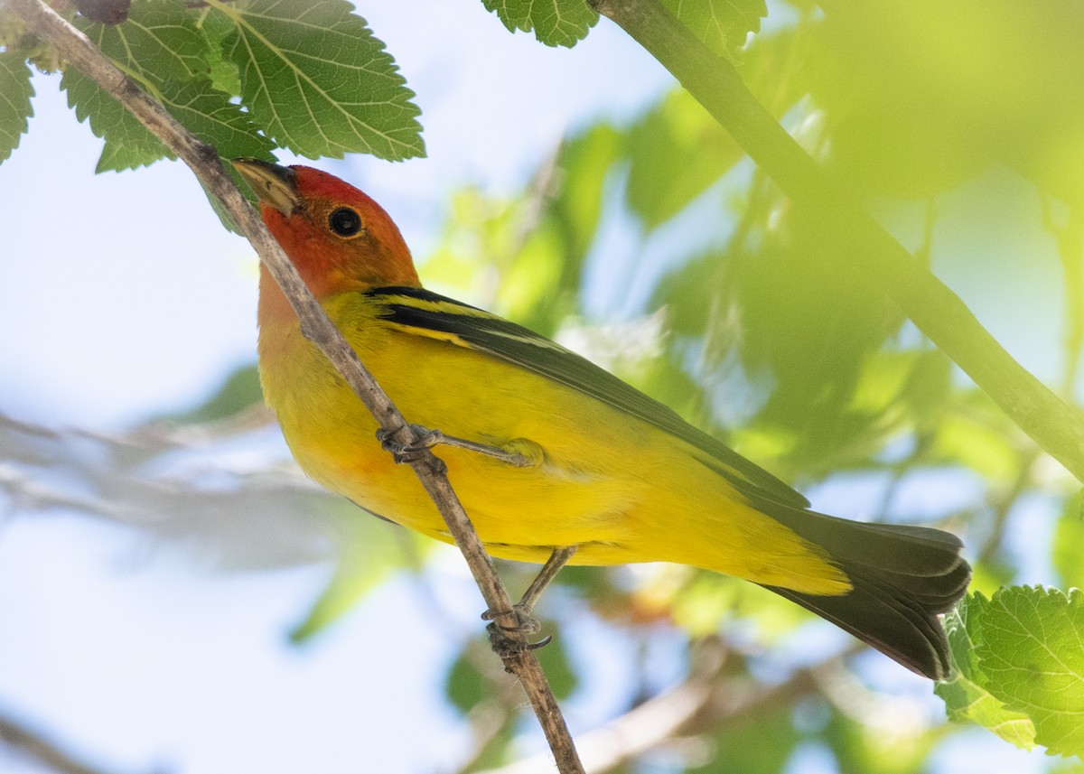 Western Tanager - Bente Torvund