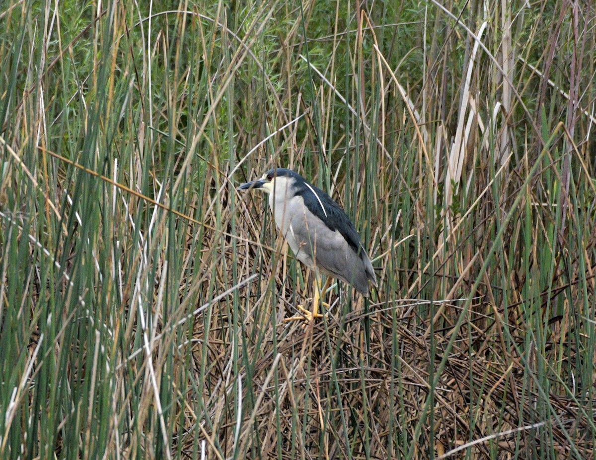 Black-crowned Night Heron - Rich and Lynne Glassford