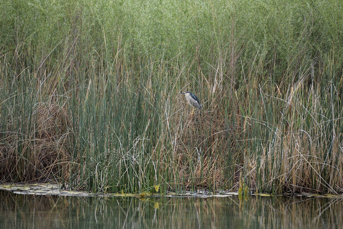 Black-crowned Night Heron - Rich and Lynne Glassford