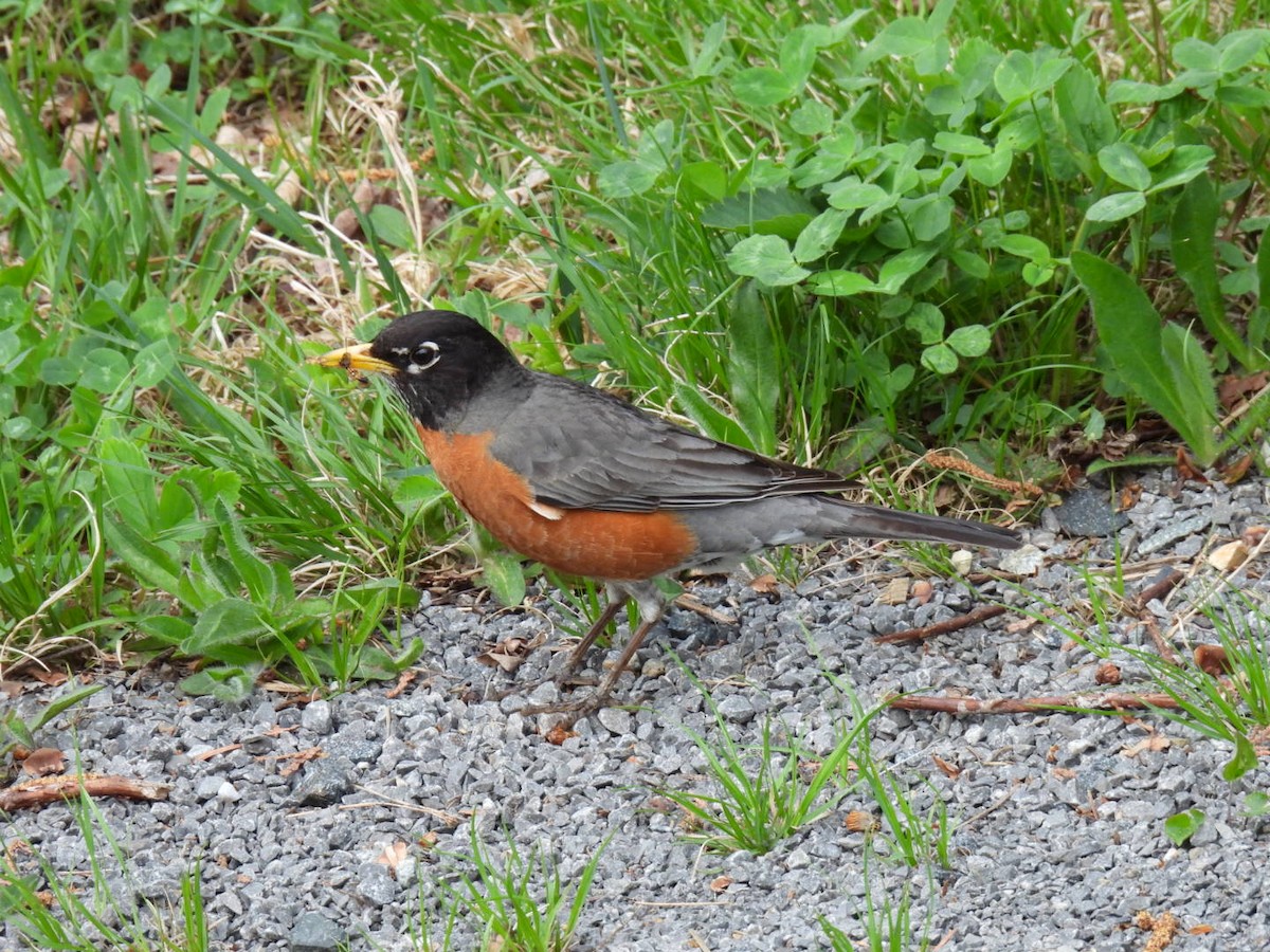 American Robin - Joe McGill