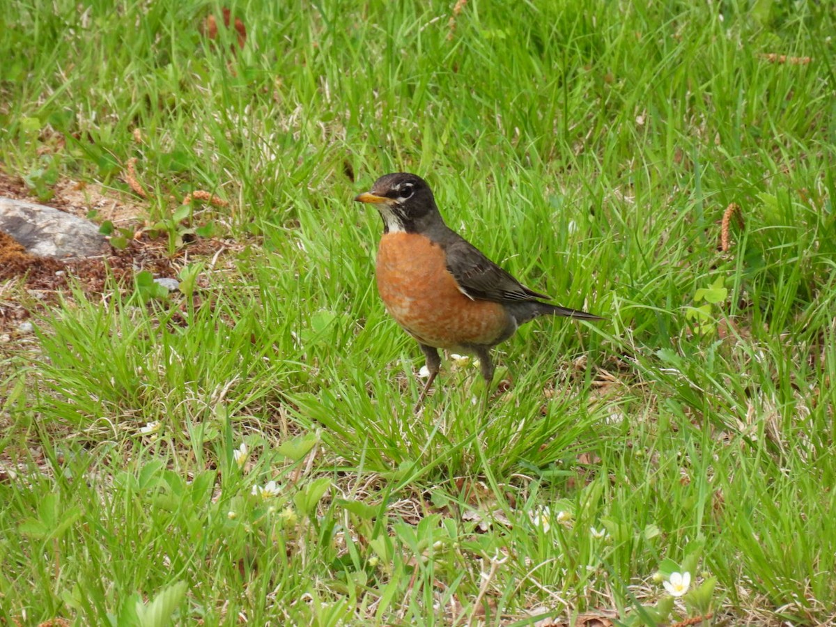 American Robin - Joe McGill