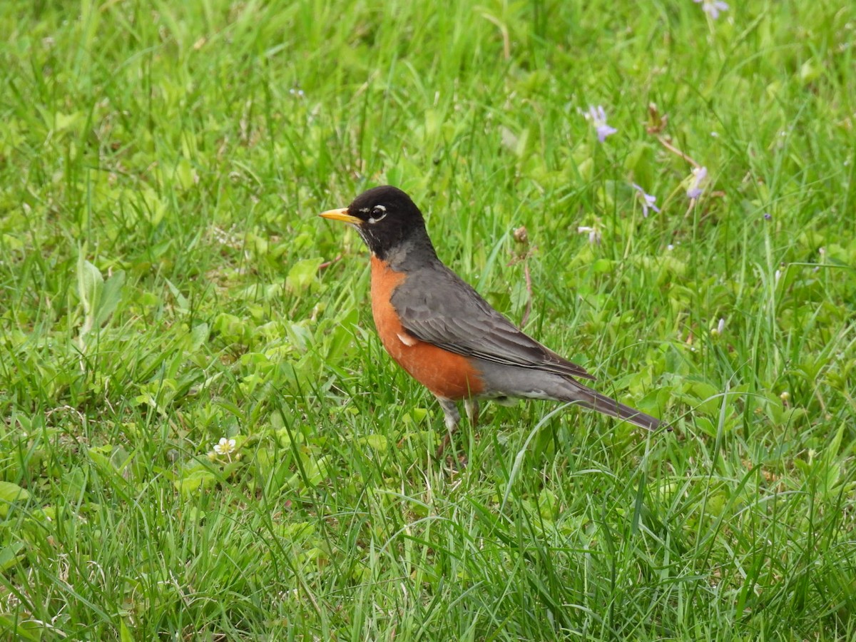 American Robin - Joe McGill