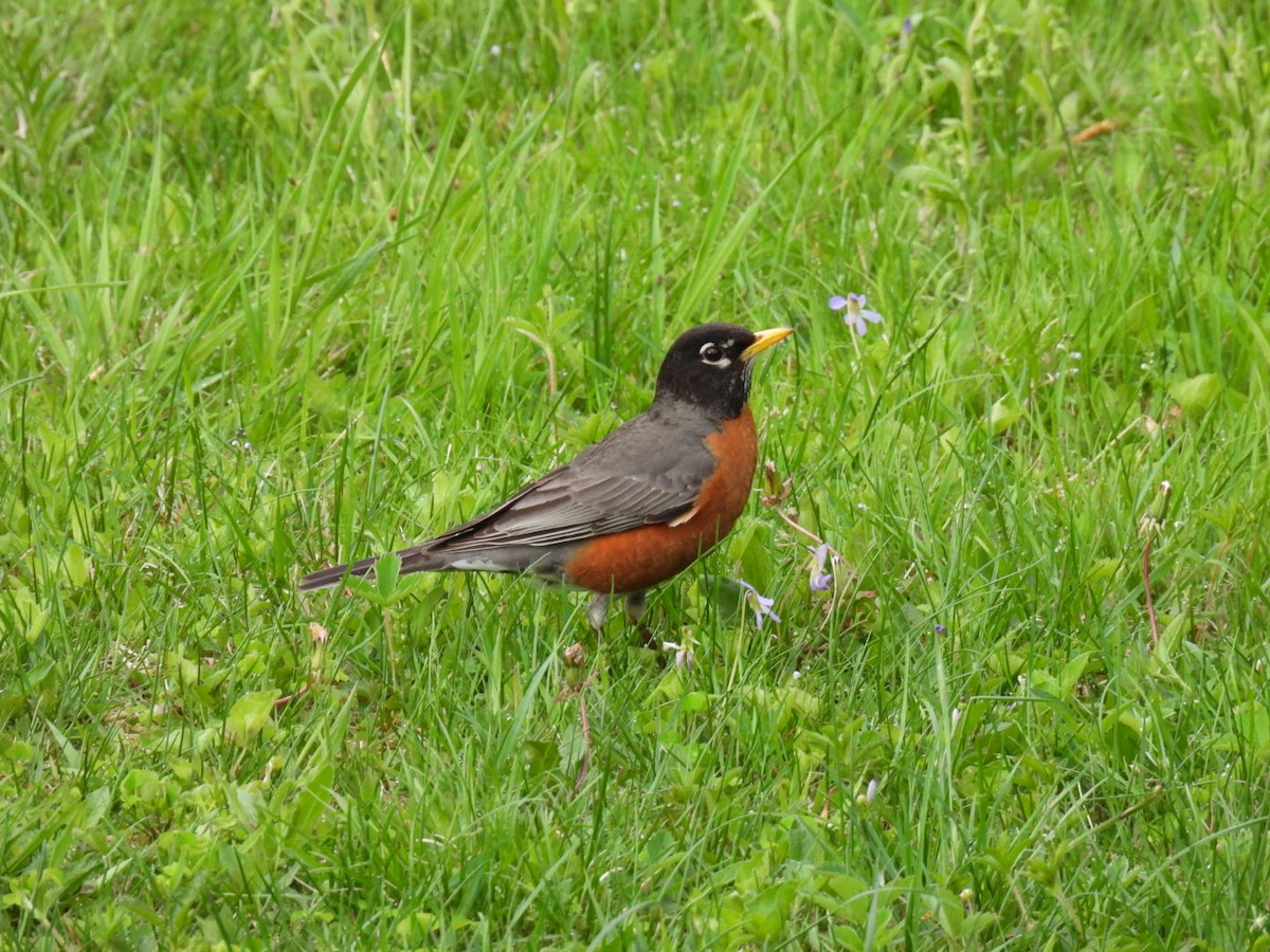 American Robin - Joe McGill