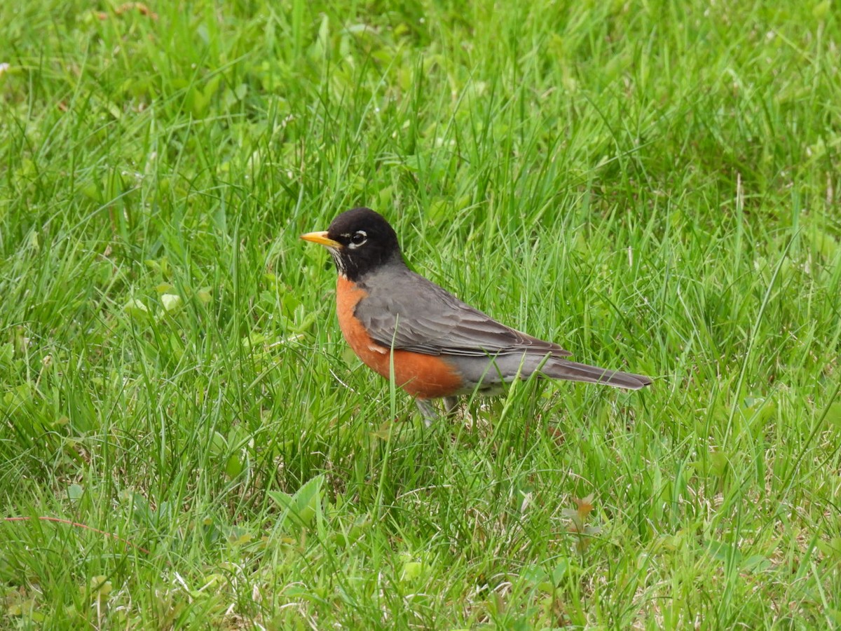 American Robin - Joe McGill