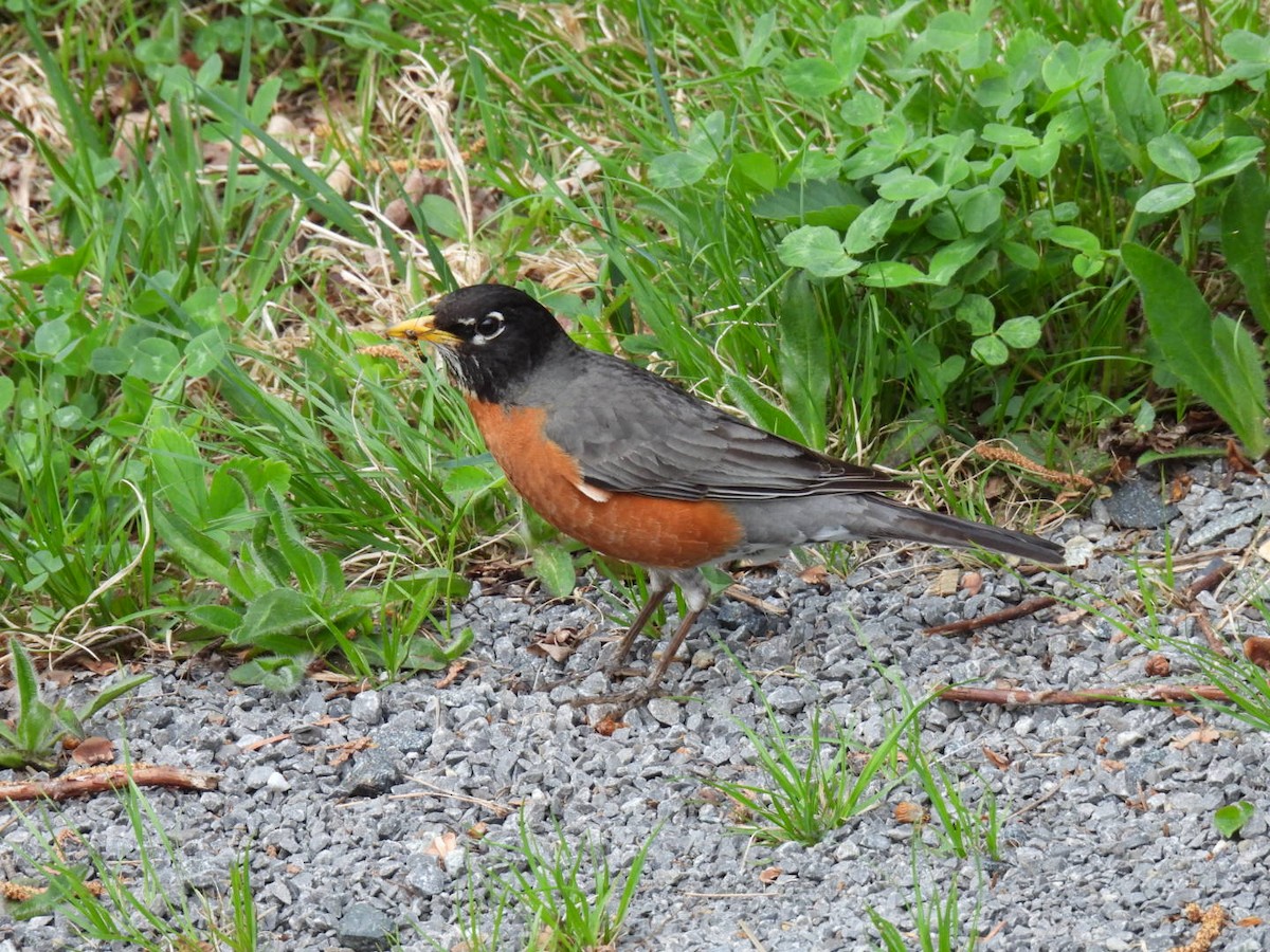 American Robin - Joe McGill