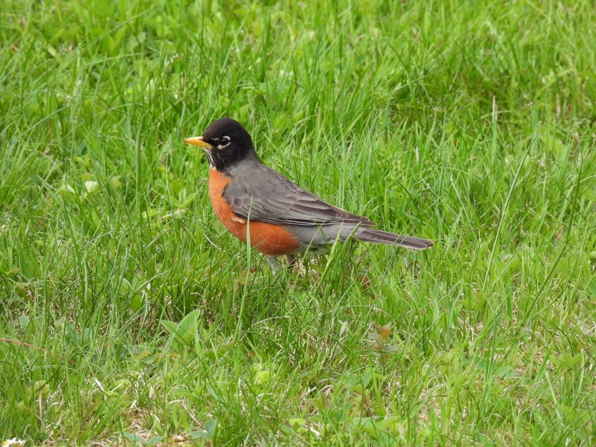 American Robin - Joe McGill