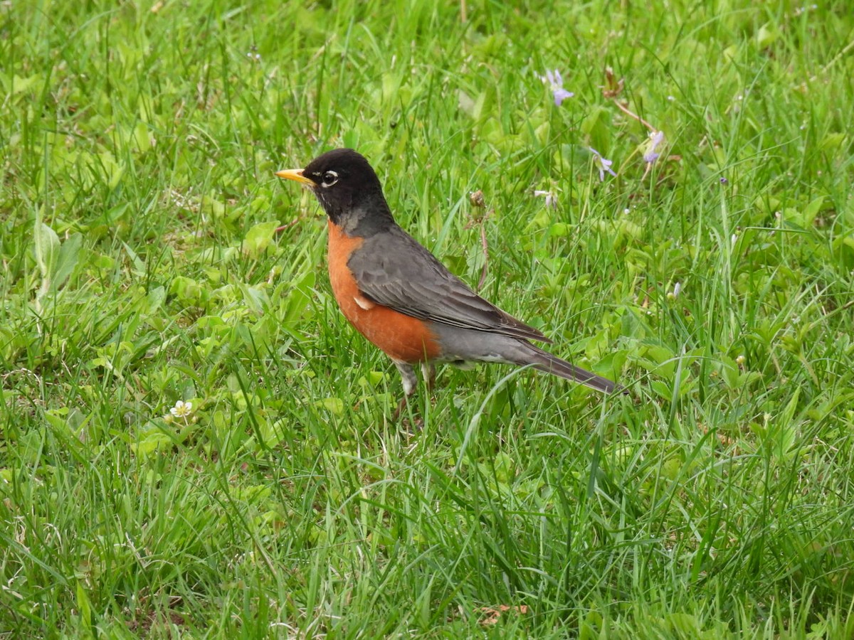 American Robin - Joe McGill