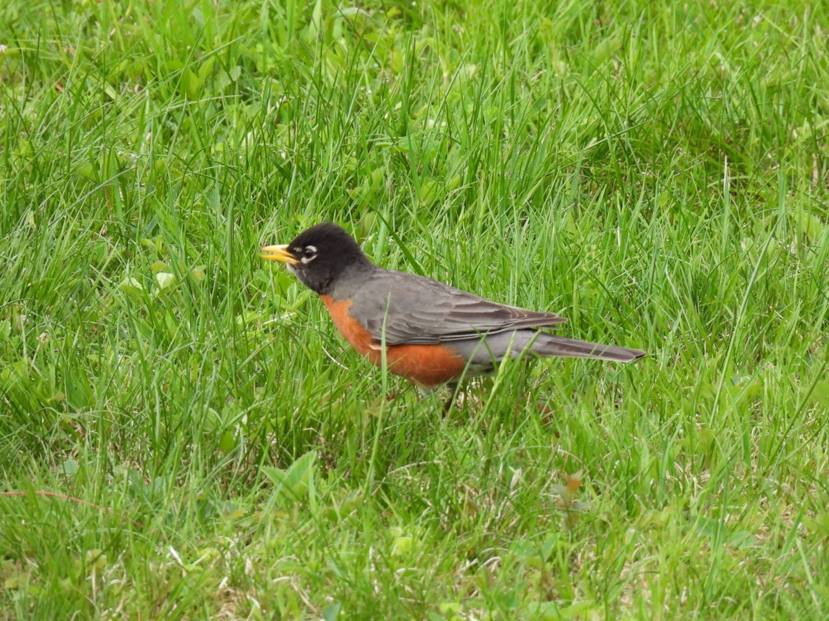 American Robin - Joe McGill