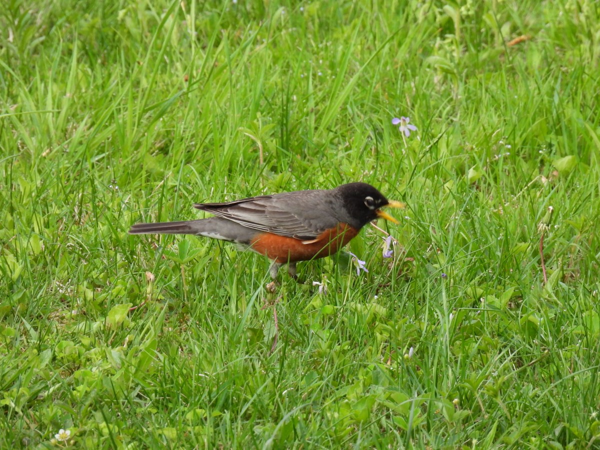 American Robin - Joe McGill