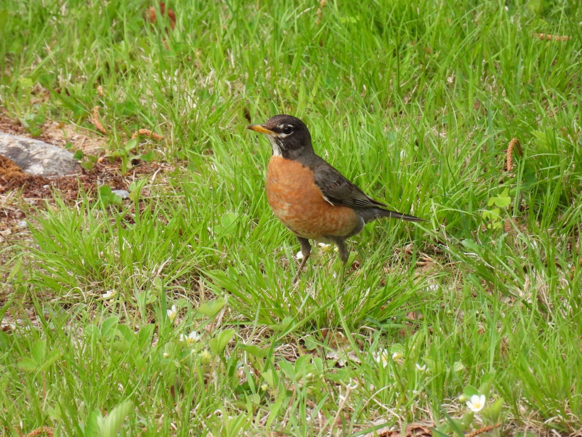 American Robin - Joe McGill