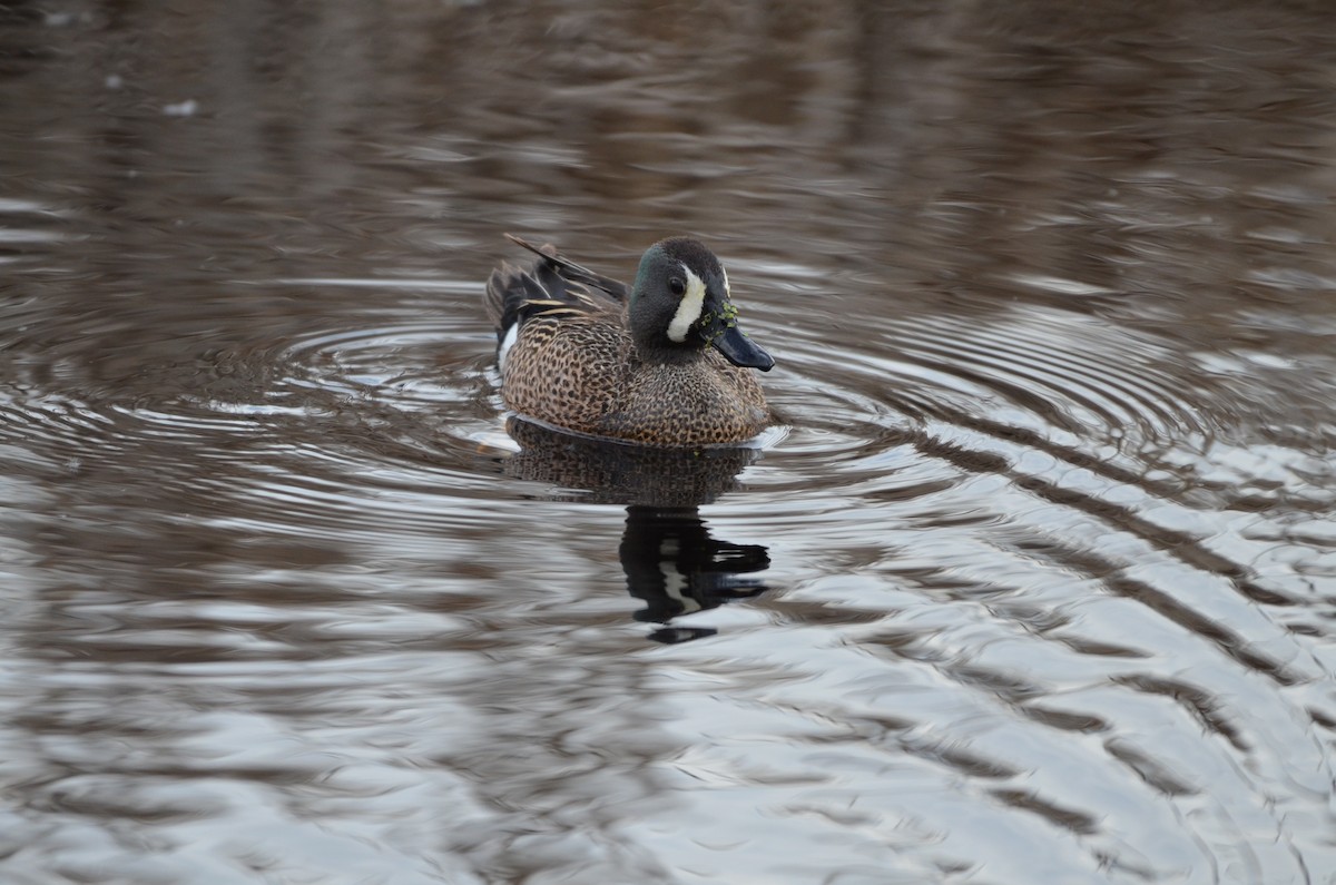 Blue-winged Teal - Carmen Tavares