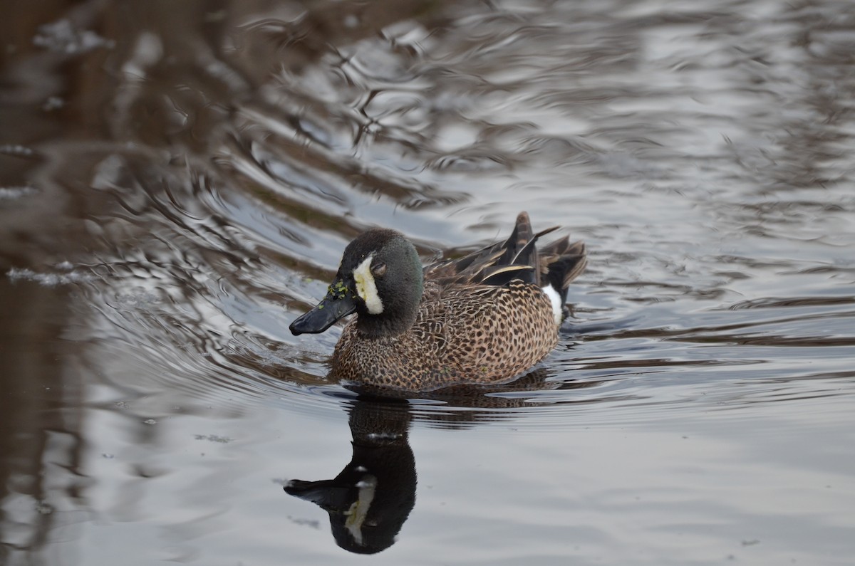 Blue-winged Teal - Carmen Tavares