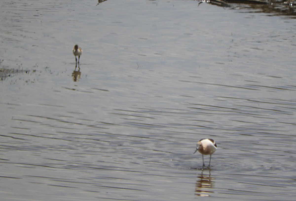 American Avocet - ML619601273