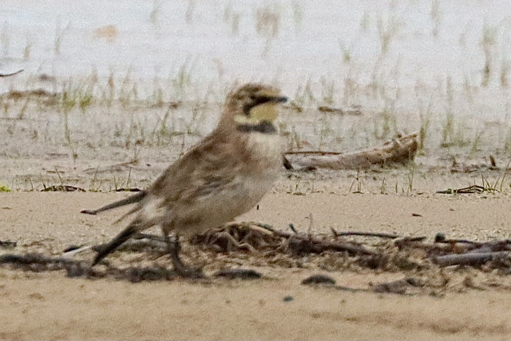 Horned Lark - Michael Turisk