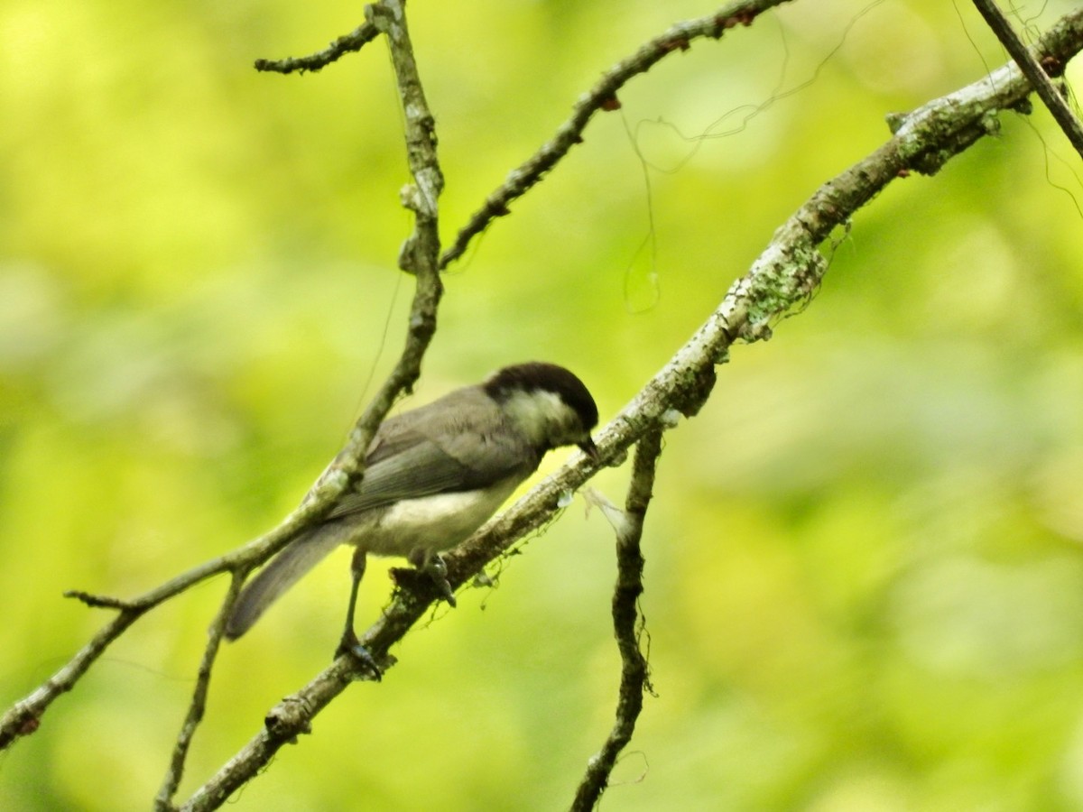 Carolina Chickadee - ML619601276