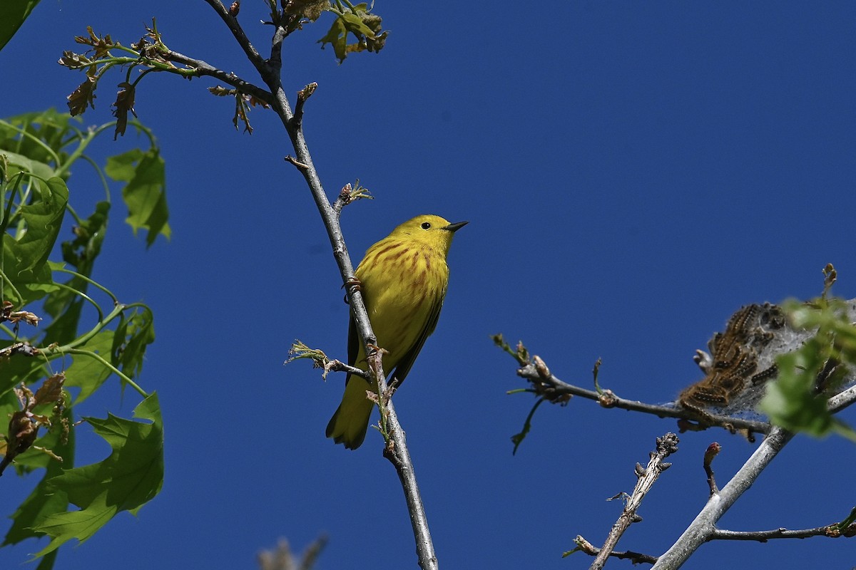 Yellow Warbler - Dong Qiu