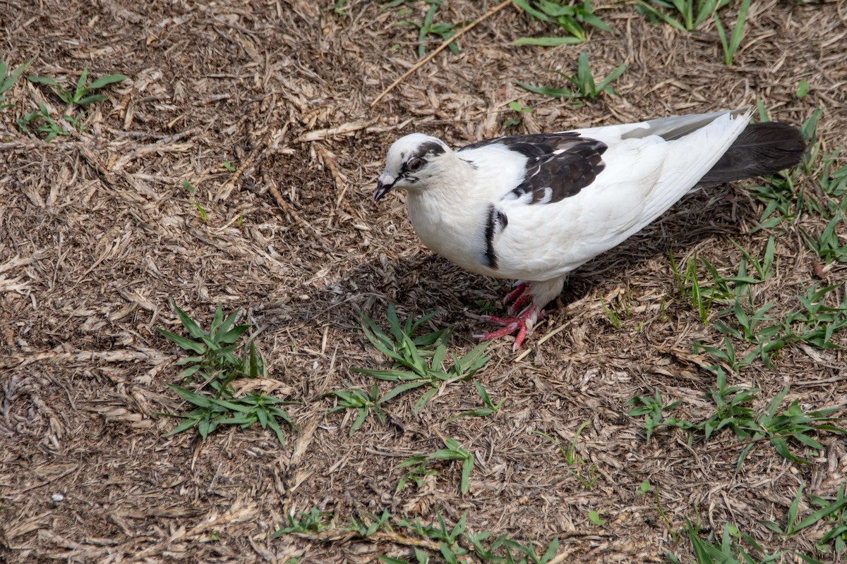 Rock Pigeon (Feral Pigeon) - Hector Orlando Valero