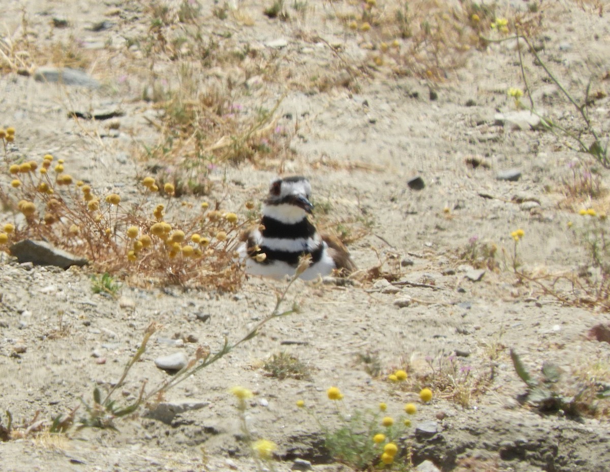 Killdeer - Julie Szabo