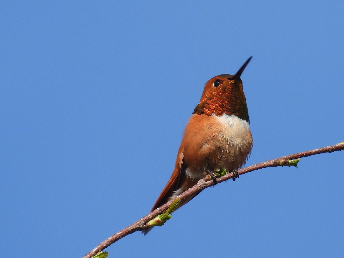 Rufous Hummingbird - Marilyn Weber