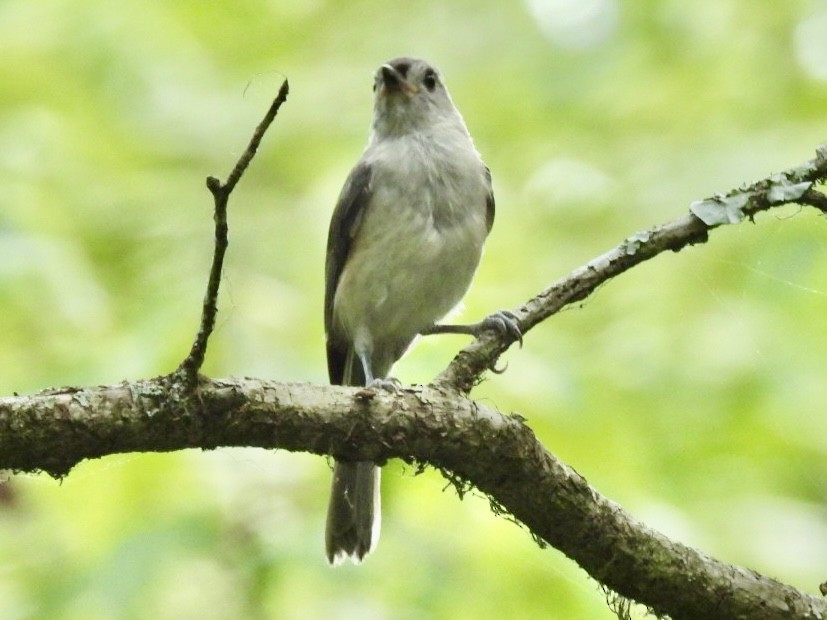 Tufted Titmouse - Kathy Pourciau