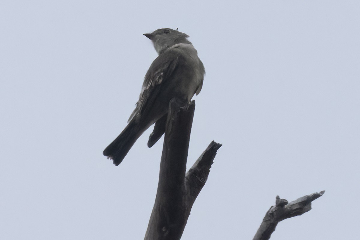 Western Wood-Pewee - Ted Keyel