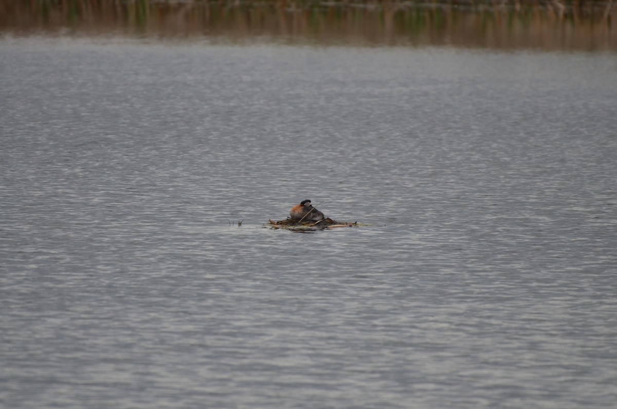 Red-necked Grebe - Carmen Tavares