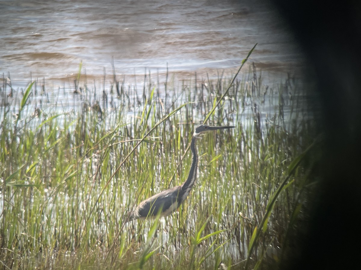 Tricolored Heron - Valerie Burdette