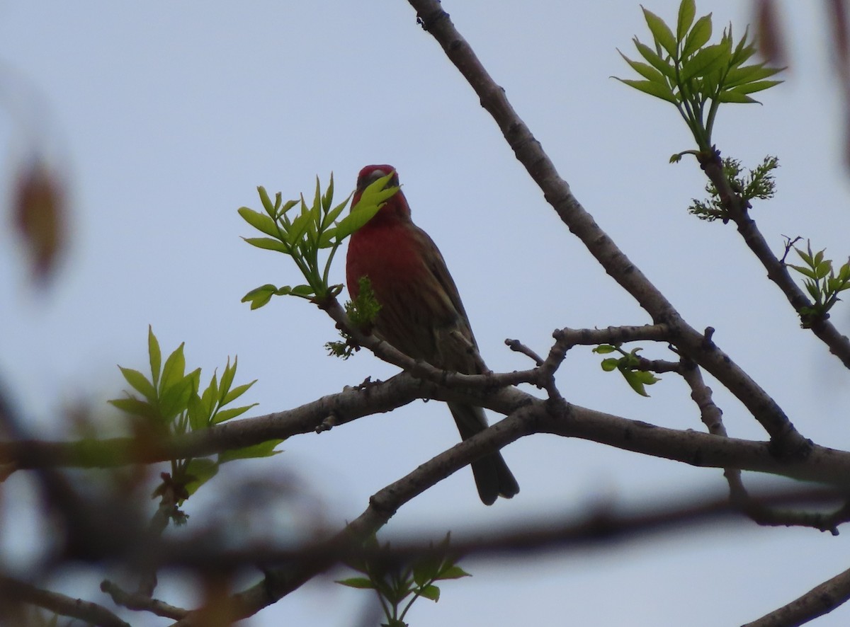 House Finch - Violet Kosack