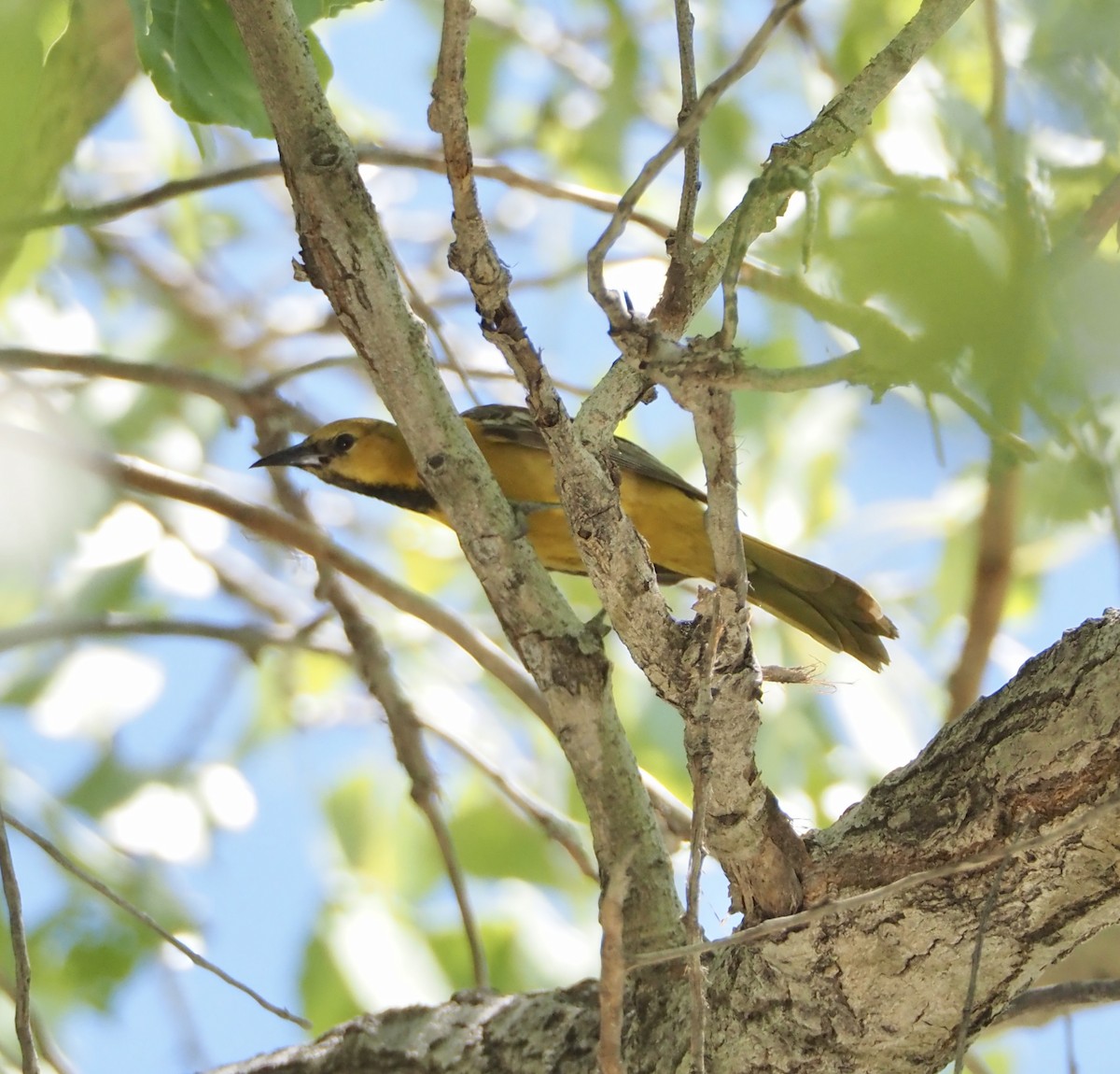 Oriole masqué - ML619601303