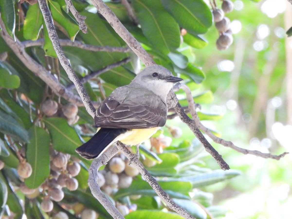 Western Kingbird - Kiandra Mitchell