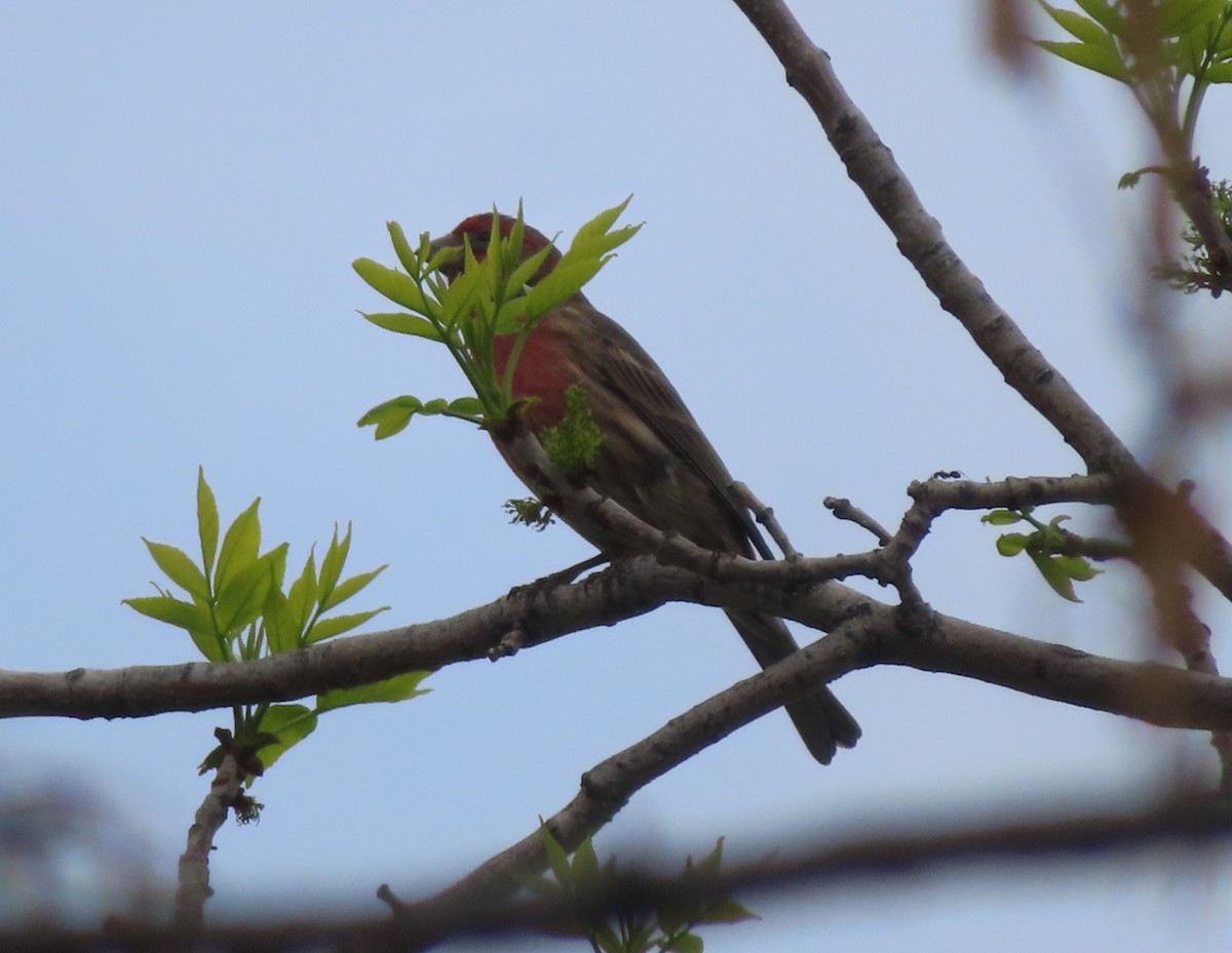 House Finch - Violet Kosack