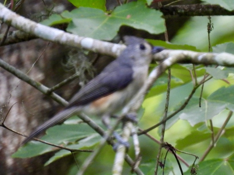 Tufted Titmouse - Kathy Pourciau