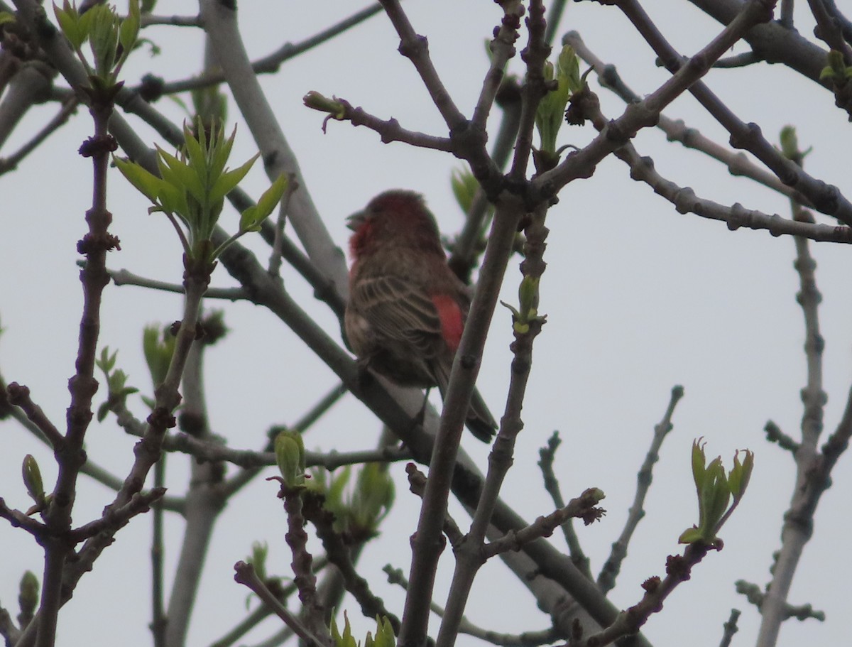 House Finch - Violet Kosack